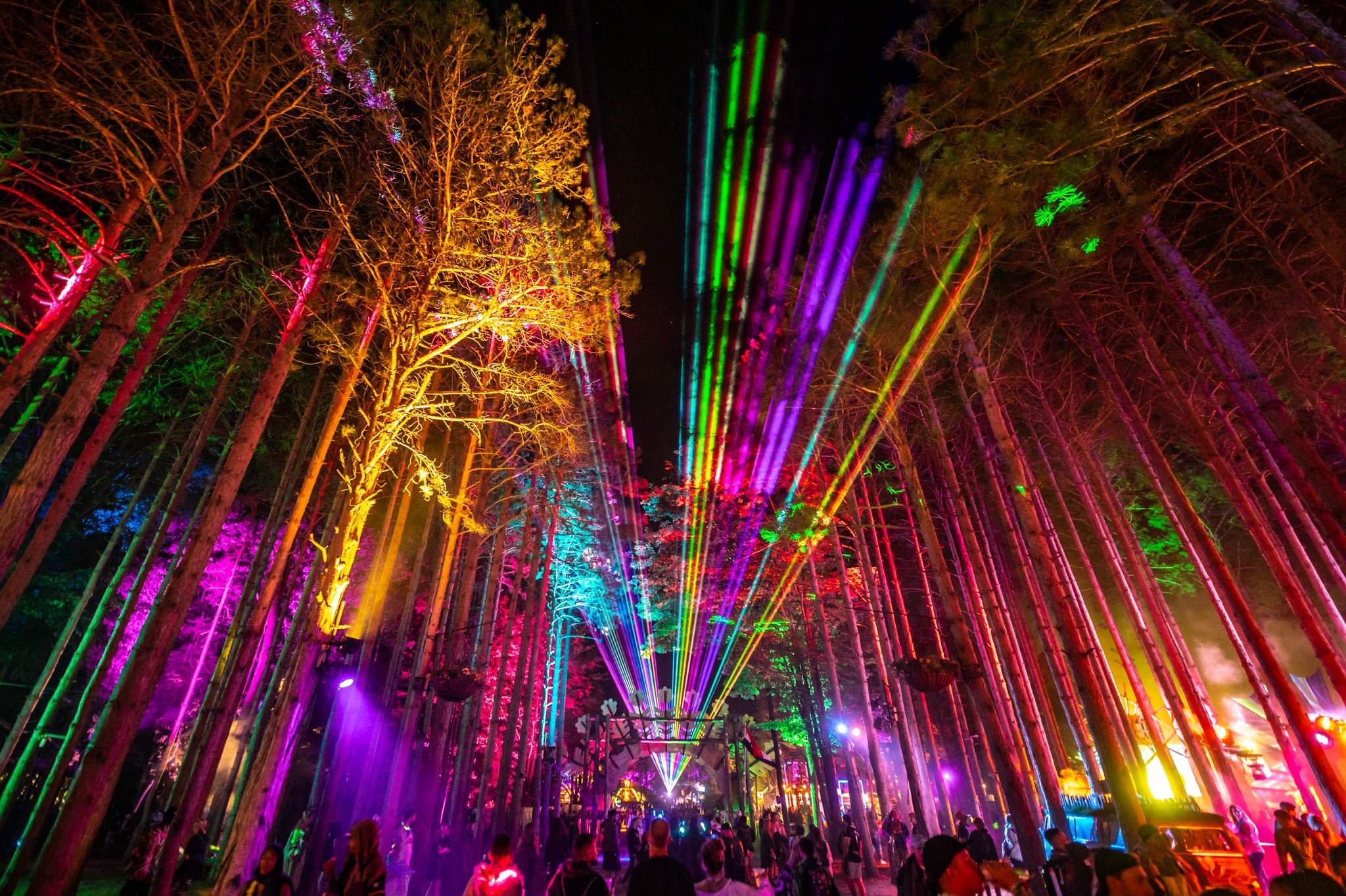 electric forest pretty lights