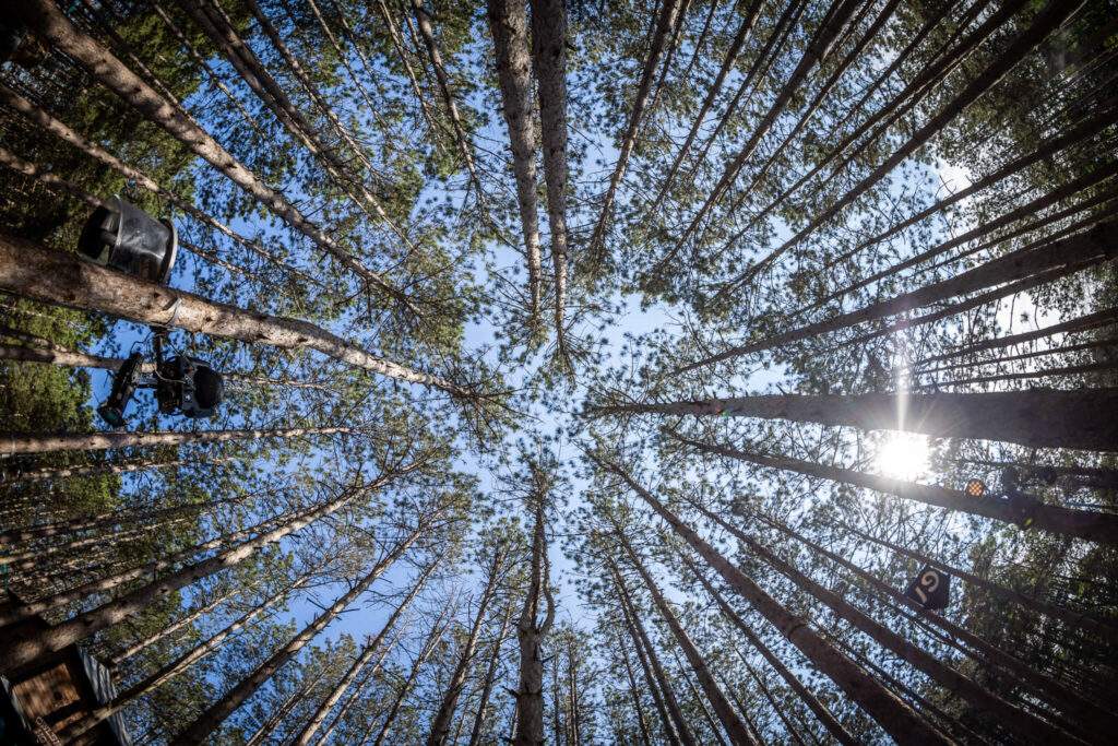 Electric Forest